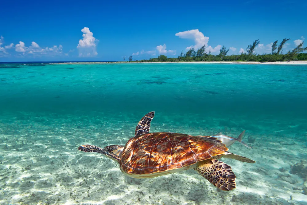 Tortue verte | iStockphoto.com/Mustang_79