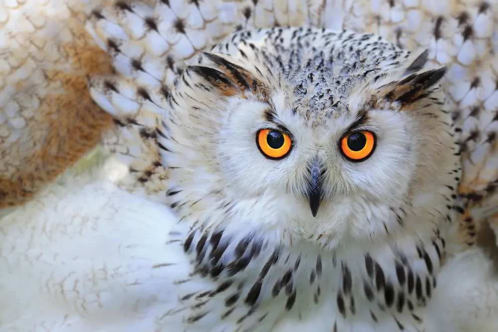 Un harfang des neiges  
©iStockphoto.com/skynavin  

