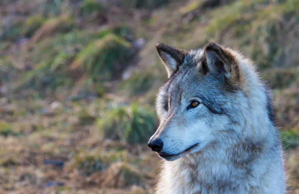 Un loup gris ©iStockphoto.com/Dopeyden 