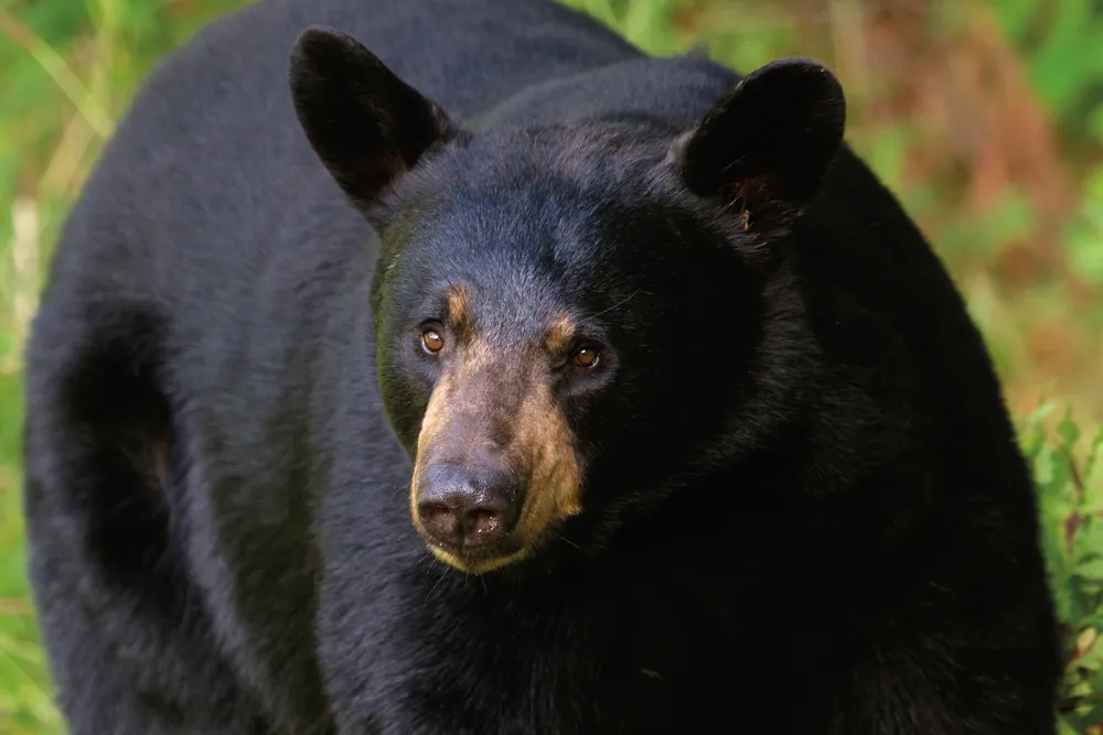 L'ours noir 
Photo © iStockphoto - SeventhDayPhotography
